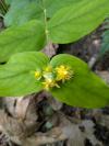 Hypericum androsaemum