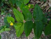Hypericum androsaemum