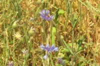 Cyanus segetum