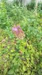 Anacamptis pyramidalis