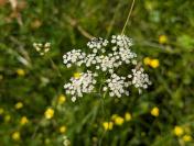 Trocdaris verticillatum