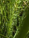 Trocdaris verticillatum