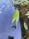 Sagittaria sagittifolia