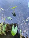 Sagittaria sagittifolia