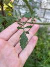 Jacobaea aquatica