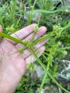 Cyperus eragrostis