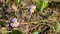 Baldellia repens