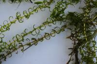Elodea nuttallii