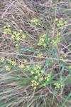 Bupleurum falcatum