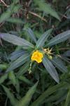 Ludwigia grandiflora