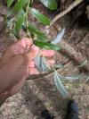 Salix alba