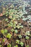 Marsilea quadrifolia