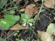 Scutellaria minor