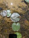 Nymphaea alba