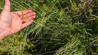 Carex lepidocarpa