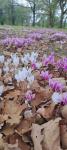 Galanthus nivalis