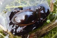 Ilybius fuliginosus
