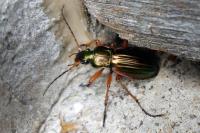 Carabus auratus
