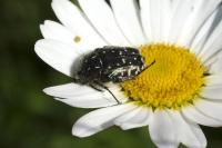 Oxythyrea funesta