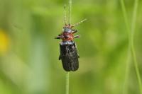 Cantharis rustica