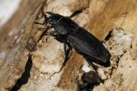 Dorcus parallelipipedus