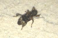 Gasterocercus depressirostris