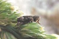 Gasterocercus depressirostris