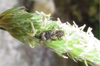 Gasterocercus depressirostris