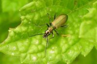 Chrysanthia viridissima