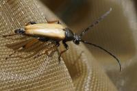Stictoleptura rubra