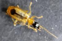 Demetrias monostigma