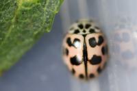 Oenopia conglobata