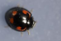Exochomus quadripustulatus