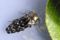 Coraebus undatus
