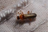 Cantharis