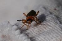 Cantharis