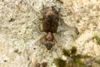Asaphidion stierlini