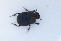 Onthophagus