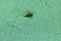 Curculio elephas