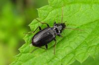 Nebria