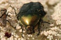 Cetonia aurata