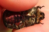 Cetonia aurata