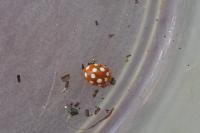 Vibidia duodecimguttata
