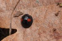 Chilocorus renipustulatus
