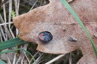 Chilocorus renipustulatus