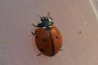 Coccinella septempunctata