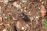 Lucanus cervus