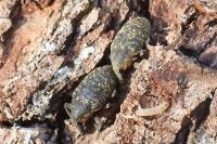 Larinus turbinatus