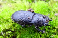 Dorcus parallelipipedus