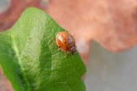 Adalia decempunctata